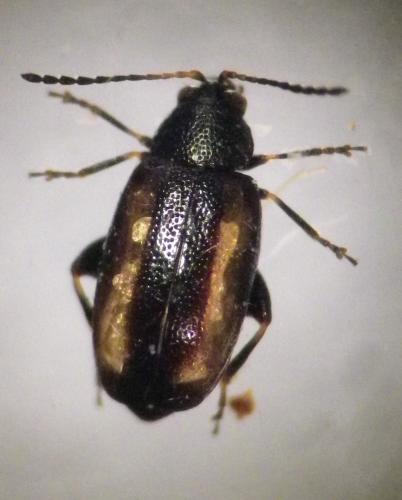 Réf. 271 397 : Phyllotreta vittula